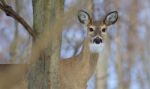 Beautiful Photo Of A Cute Wild Deer Looking Into The Camera Stock Photo