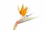 Beautiful Strelitzia Flower (isolated Over White) Stock Photo