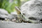 Water Dragon Outside During The Day Stock Photo