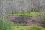 Red Algae And Dead Trees Para Wetlands Stock Photo