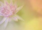 Lotus Flower With Soft Color Tone Stock Photo