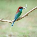 Blue-throated Bee-eater Stock Photo