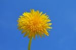 Dandelion Stock Photo