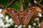 Atlas Moth (attacus Atlas) Stock Photo