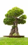 Green Bonsai Tree Of Banyan, Isolated On White Background Stock Photo