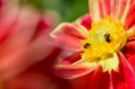 Bees Looking For Nectar Stock Photo