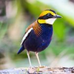 Male Malayan Banded Pitta Stock Photo