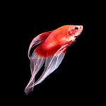 Betta Fish On Black Stock Photo