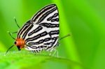 Club Silverline Or Spindasis Syama Terana Butterfly Resting On A Stock Photo