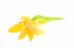 Yellow Michelia Alba Flower Stock Photo