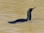 Cormorant Stock Photo