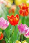 Tulip Stock Photo