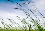 Field With High Grass Stock Photo