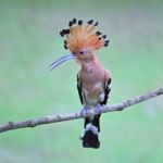 Eurasian Hoopoe Stock Photo