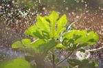 Watering A Figs Tree Stock Photo