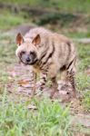 Striped Hyena Stock Photo