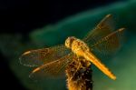 Pantala Flavescens Dragonfly Back View Stock Photo