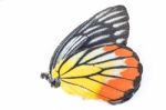 Dead Body Of Butterfly With Colorful Wing O Stock Photo