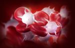 Blood Cells Stock Photo