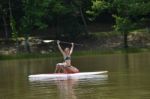 Girl And Schnauzer On Paddleaboard Stock Photo