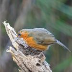 Rusty-cheeked Scimitar-babbler Stock Photo