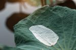 Water Drops On Leaves After Rain Stock Photo