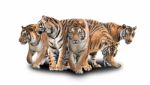 Group Of Bengal Tiger Stock Photo