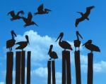 Pelicans On Old Pier Stock Photo