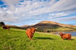 Highland Angus Cow Stock Photo