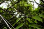 Close Up Of Plant With Green Berries Stock Photo