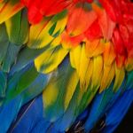 Scarlet Macaw Feathers Stock Photo