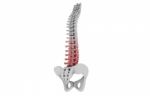 Human Spinal Column Stock Photo