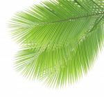 Green Coconut Leaves Isolated On White Background Stock Photo