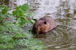 The North American Beaver Stock Photo