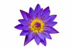 Purple Lotus On White Background  Stock Photo