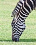 Image Of A Zebra Eating The Grass On A Field Stock Photo