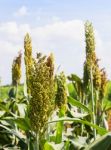 Sorghum Field Stock Photo