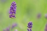 Lavender Stock Photo