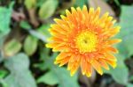 Orange Chrysanthemum Flowers In Garden Stock Photo