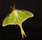 Luna Moth Stock Photo