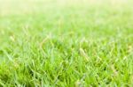 Green Grass Close Up Background Stock Photo