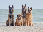 Three Malinois Belgian And Little Pyrenean Shepherd Stock Photo