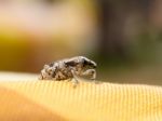 Little Brown Weevil Close Up Stock Photo