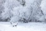 Snowy Day Stock Photo