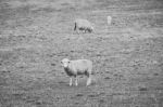 Sheep On The Farm During The Day Stock Photo