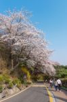 Seoul,korea - April 11 : Cherry Blossom In Seoul Tower Namhansan. Tourists Taking Photos Of The Beautiful Scenery Around Seoul Tower Namhansan In Seoul,korea On April 11,2015 Stock Photo