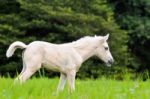 White Horse Foal In Green Grass Stock Photo