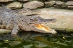 Freshwater Crocodile, Siamese Crocodile (crocodylus Siamensis) Stock Photo