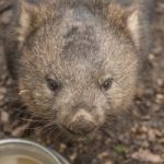 Adorable Large Wombat During The Day Looking For Grass To Eat Stock Photo