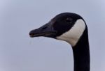 Beautiful Photo Of A Cute Canada Goose Stock Photo